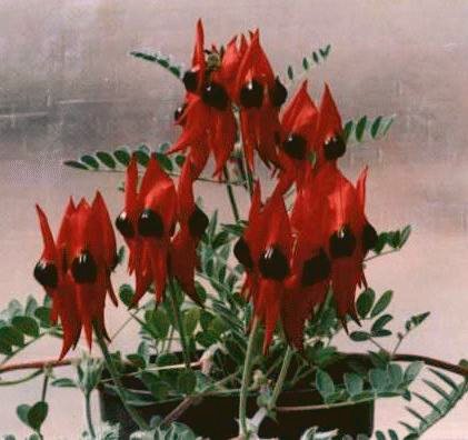 Desert Pea grown in a pot