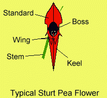 Sturt's Desert Pea