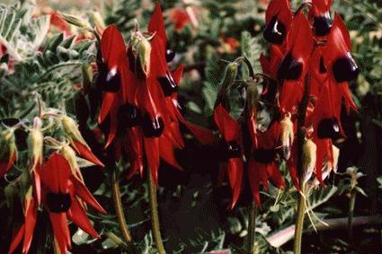 Sturts Desert Pea