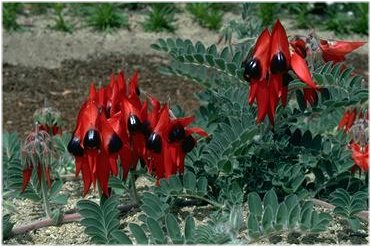 Mature Desert Pea in the Wild