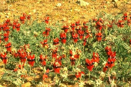 Sturt's Desert Pea